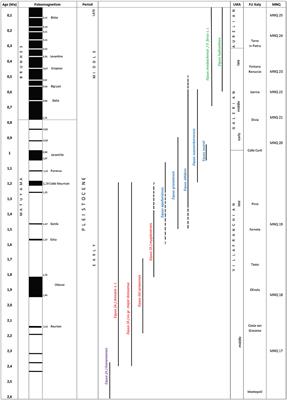 Biostratigraphy and Palaeoecology of European Equus